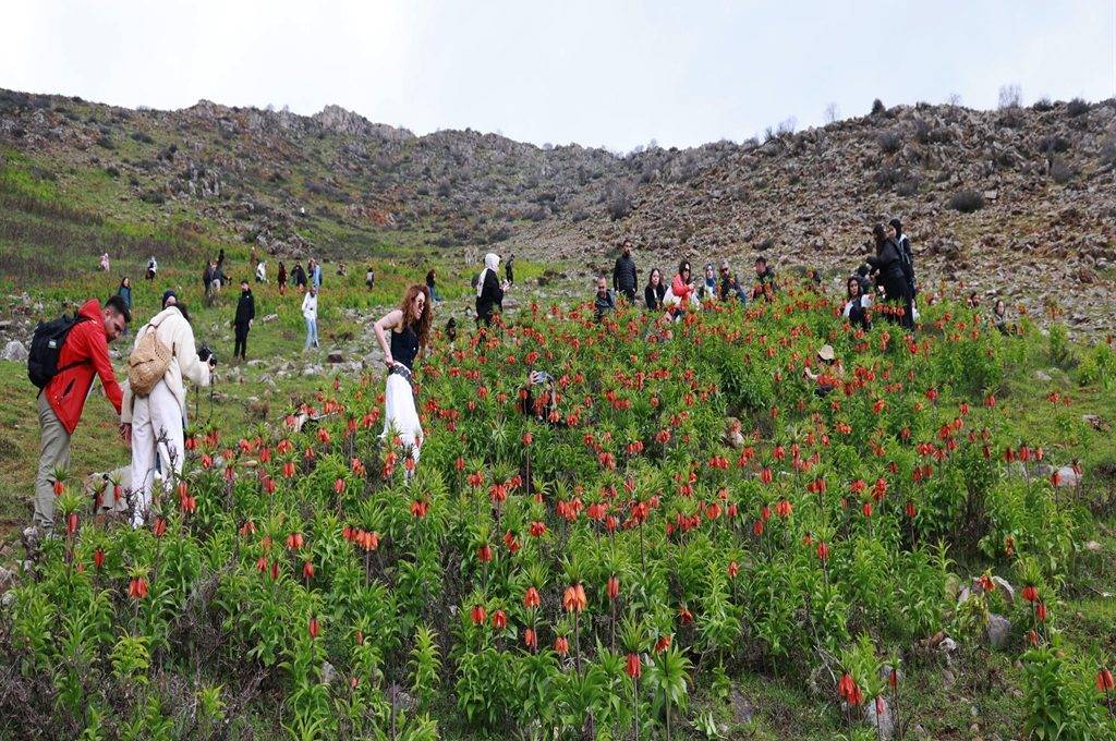 Görmek için dağa tırmandılar: Muş'ta ters laleler zirvelere renk kattı