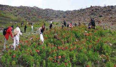 Görmek için dağa tırmandılar: Muş'ta ters laleler zirvelere renk kattı