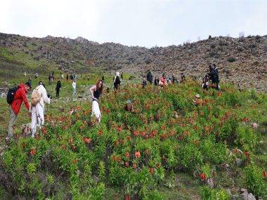 Görmek için dağa tırmandılar: Muş'ta ters laleler zirvelere renk kattı