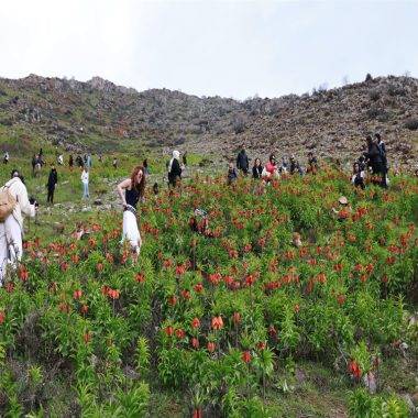 Görmek için dağa tırmandılar: Muş'ta ters laleler zirvelere renk kattı