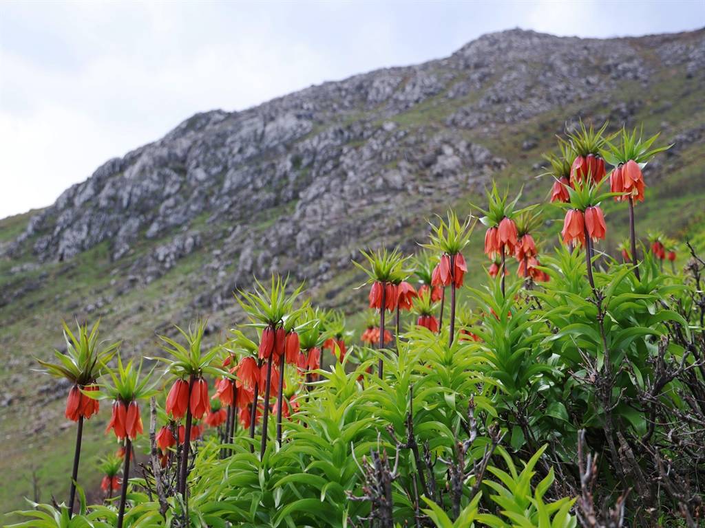 Görmek için dağa tırmandılar: Muş'ta ters laleler zirvelere renk kattı