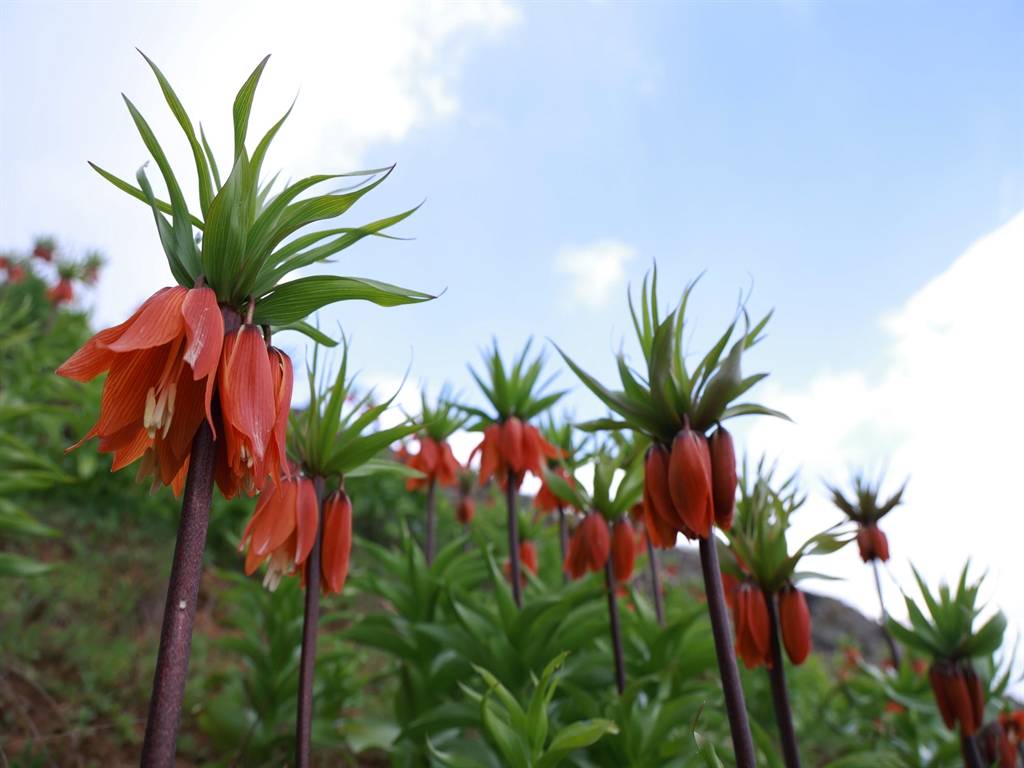 Görmek için dağa tırmandılar: Muş'ta ters laleler zirvelere renk kattı