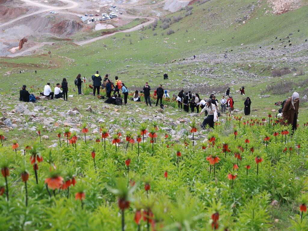 Görmek için dağa tırmandılar: Muş'ta ters laleler zirvelere renk kattı