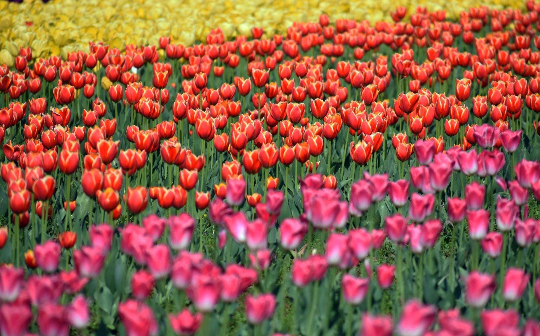 Asya'nın en büyük lale bahçesi! Srinagar'dan rengarenk manzaralar