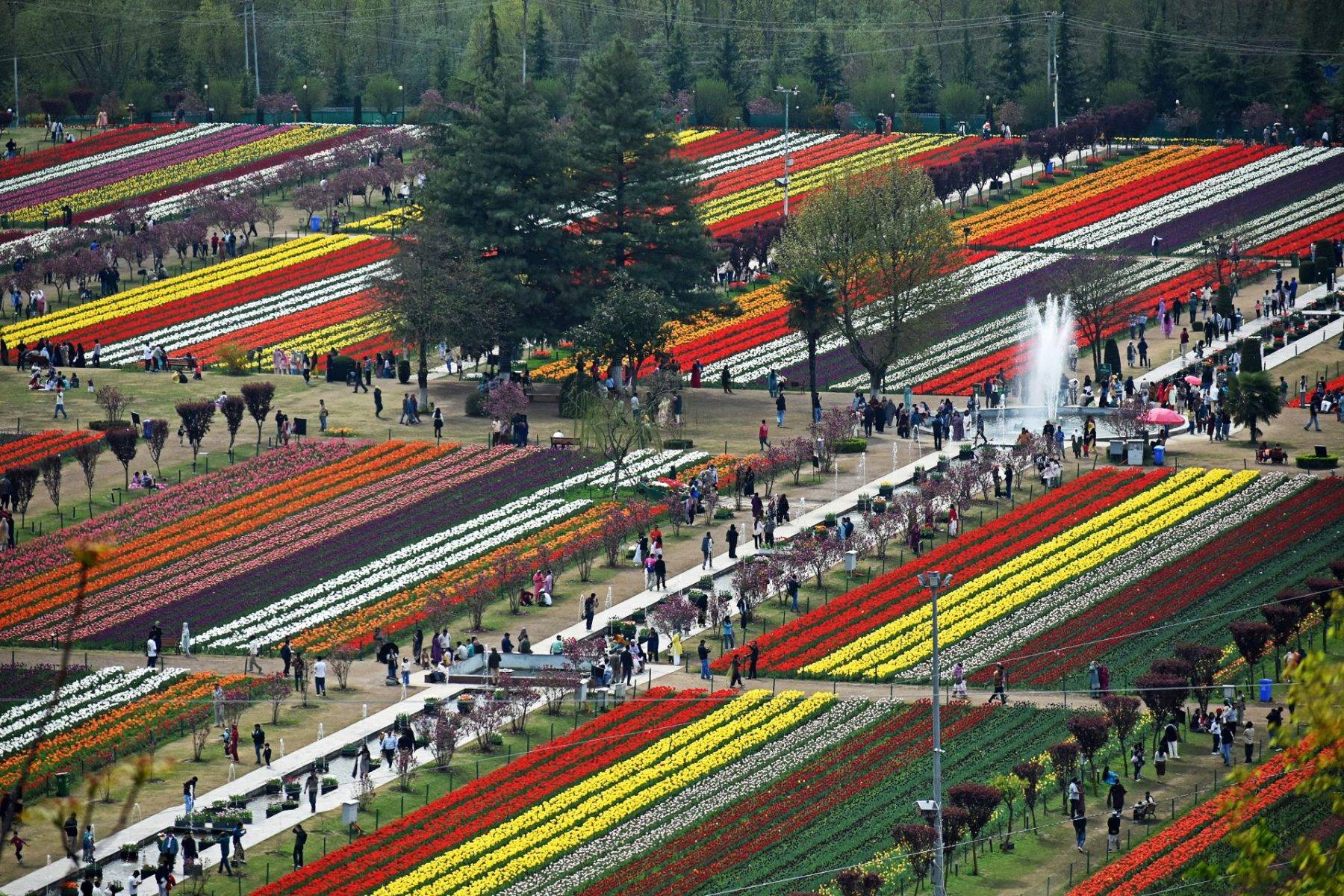 Asya'nın en büyük lale bahçesi! Srinagar'dan rengarenk manzaralar