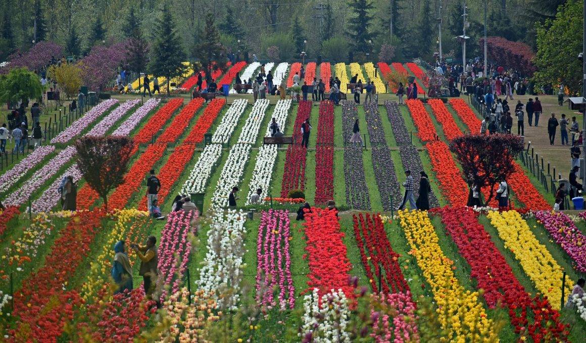 Asya'nın en büyük lale bahçesi! Srinagar'dan rengarenk manzaralar