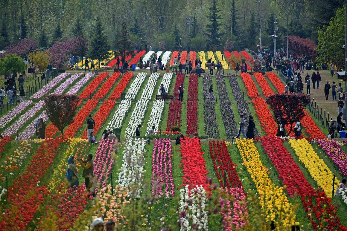 Asya'nın en büyük lale bahçesi! Srinagar'dan rengarenk manzaralar