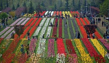 Asya'nın en büyük lale bahçesi! Srinagar'dan rengarenk manzaralar