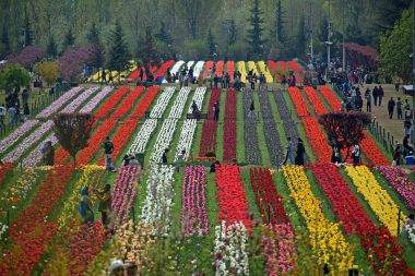 Asya'nın en büyük lale bahçesi! Srinagar'dan rengarenk manzaralar