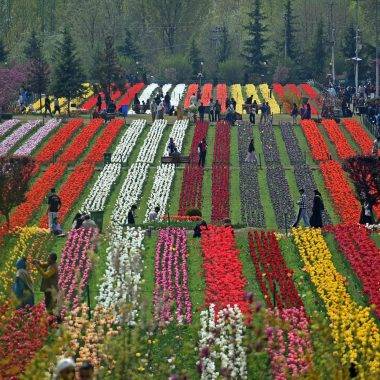 Asya'nın en büyük lale bahçesi! Srinagar'dan rengarenk manzaralar