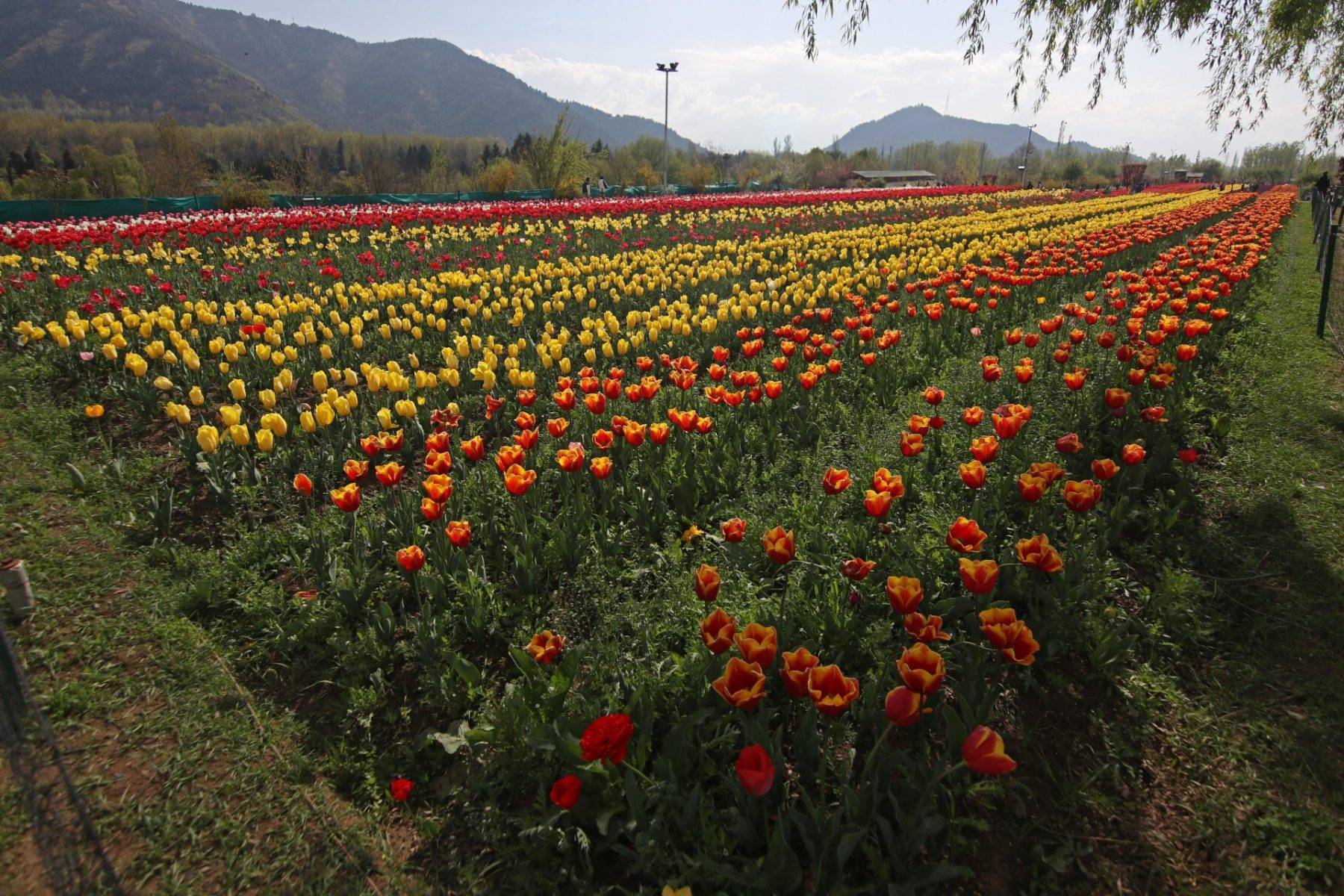 Asya'nın en büyük lale bahçesi! Srinagar'dan rengarenk manzaralar