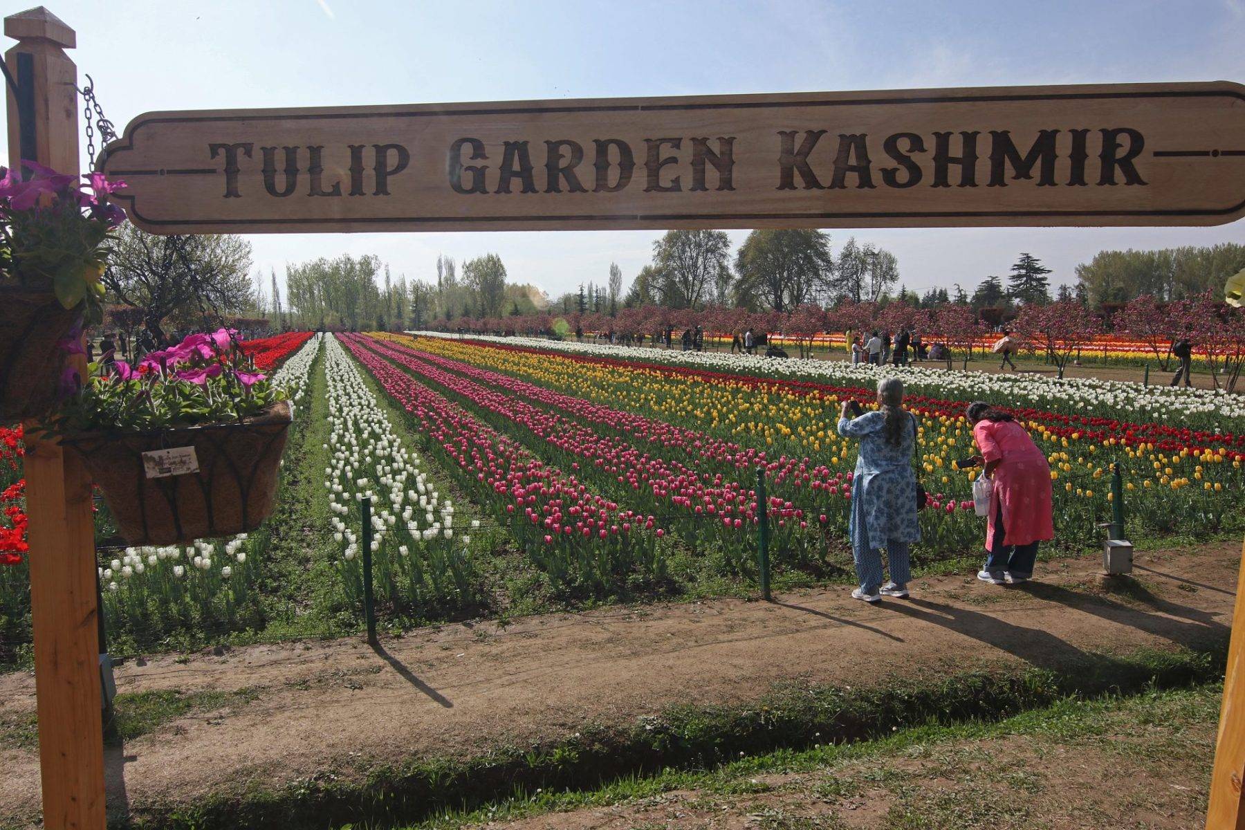 Asya'nın en büyük lale bahçesi! Srinagar'dan rengarenk manzaralar