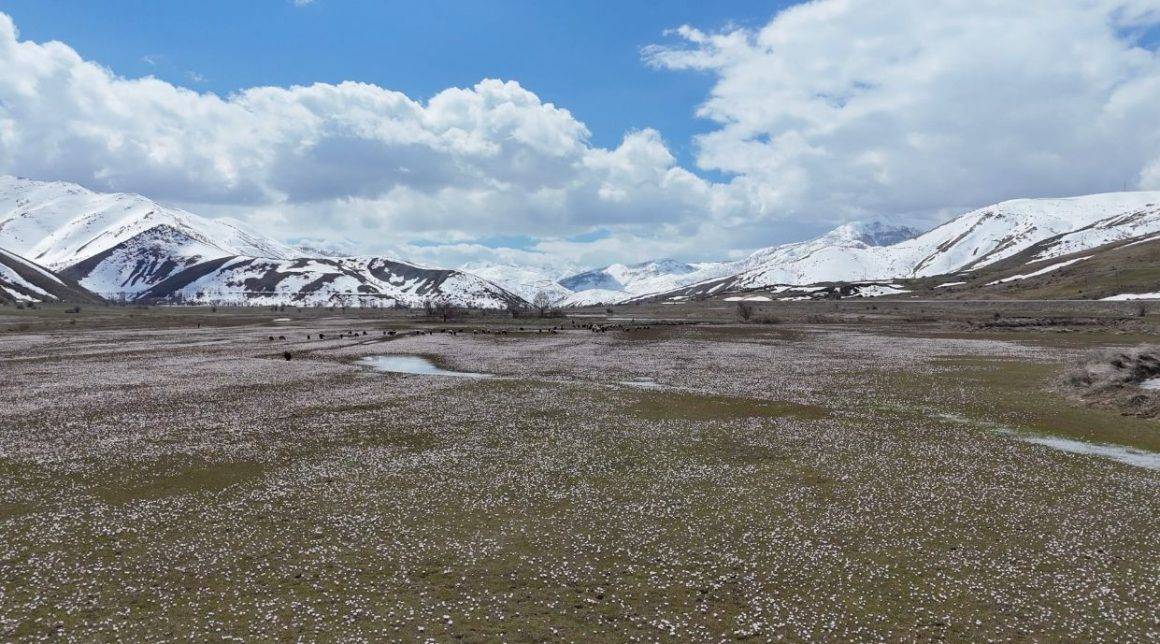 Karlar eridi, baharın habercisi çiğdemler Bitlis'i süsledi