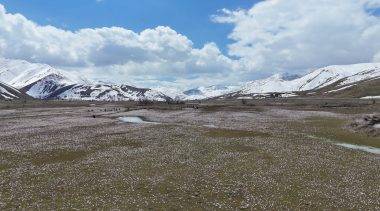 Karlar eridi, baharın habercisi çiğdemler Bitlis'i süsledi