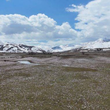 Karlar eridi, baharın habercisi çiğdemler Bitlis'i süsledi