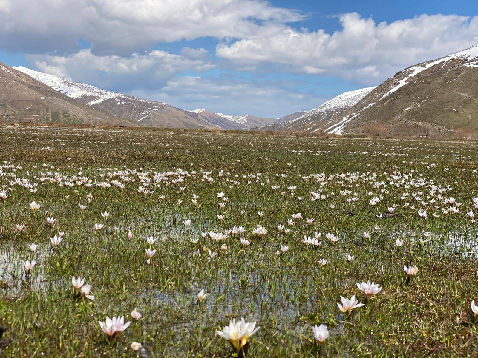 Karlar eridi, baharın habercisi çiğdemler Bitlis'i süsledi