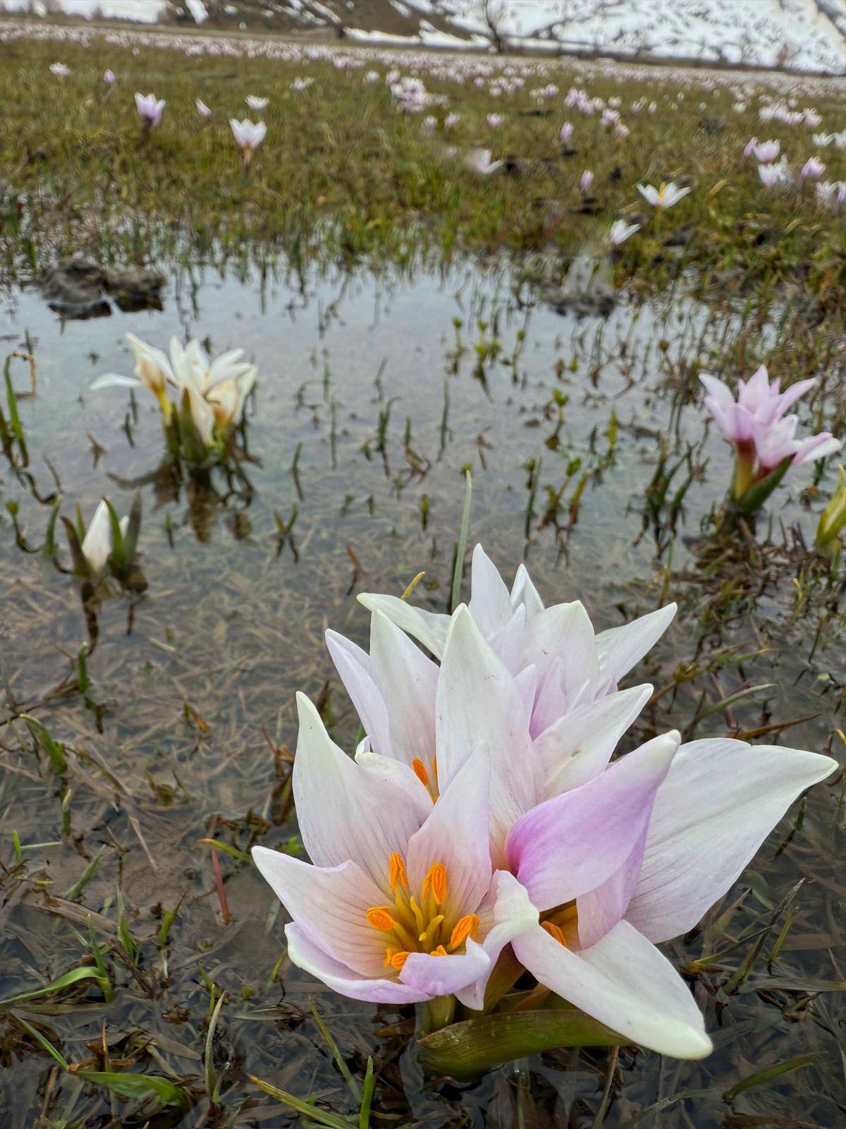 Karlar eridi, baharın habercisi çiğdemler Bitlis'i süsledi