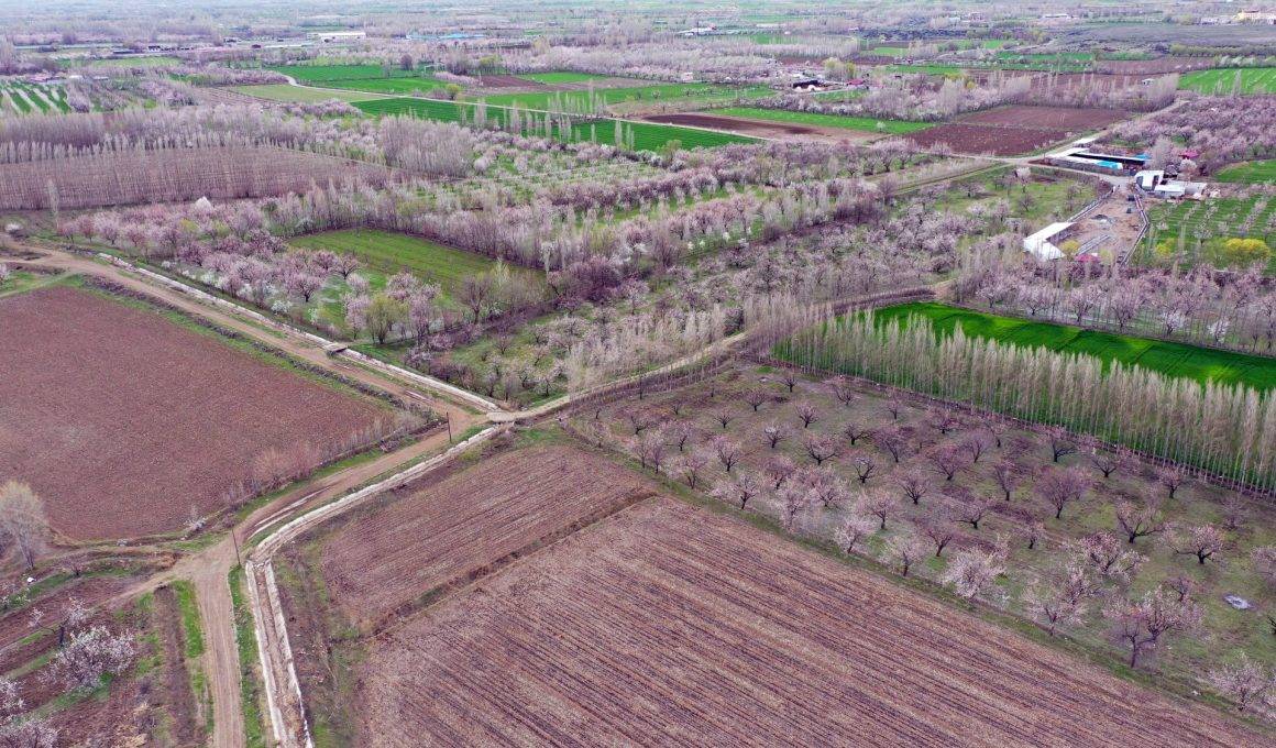 Tarlalar tabloya döndü: Iğdır'da kayısı ağaçları seyirlik görüntüler oluşturdu