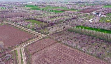 Tarlalar tabloya döndü: Iğdır'da kayısı ağaçları seyirlik görüntüler oluşturdu