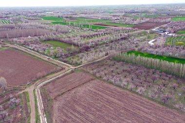 Tarlalar tabloya döndü: Iğdır'da kayısı ağaçları seyirlik görüntüler oluşturdu