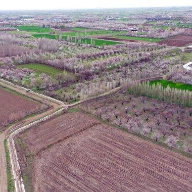 Tarlalar tabloya döndü: Iğdır'da kayısı ağaçları seyirlik görüntüler oluşturdu
