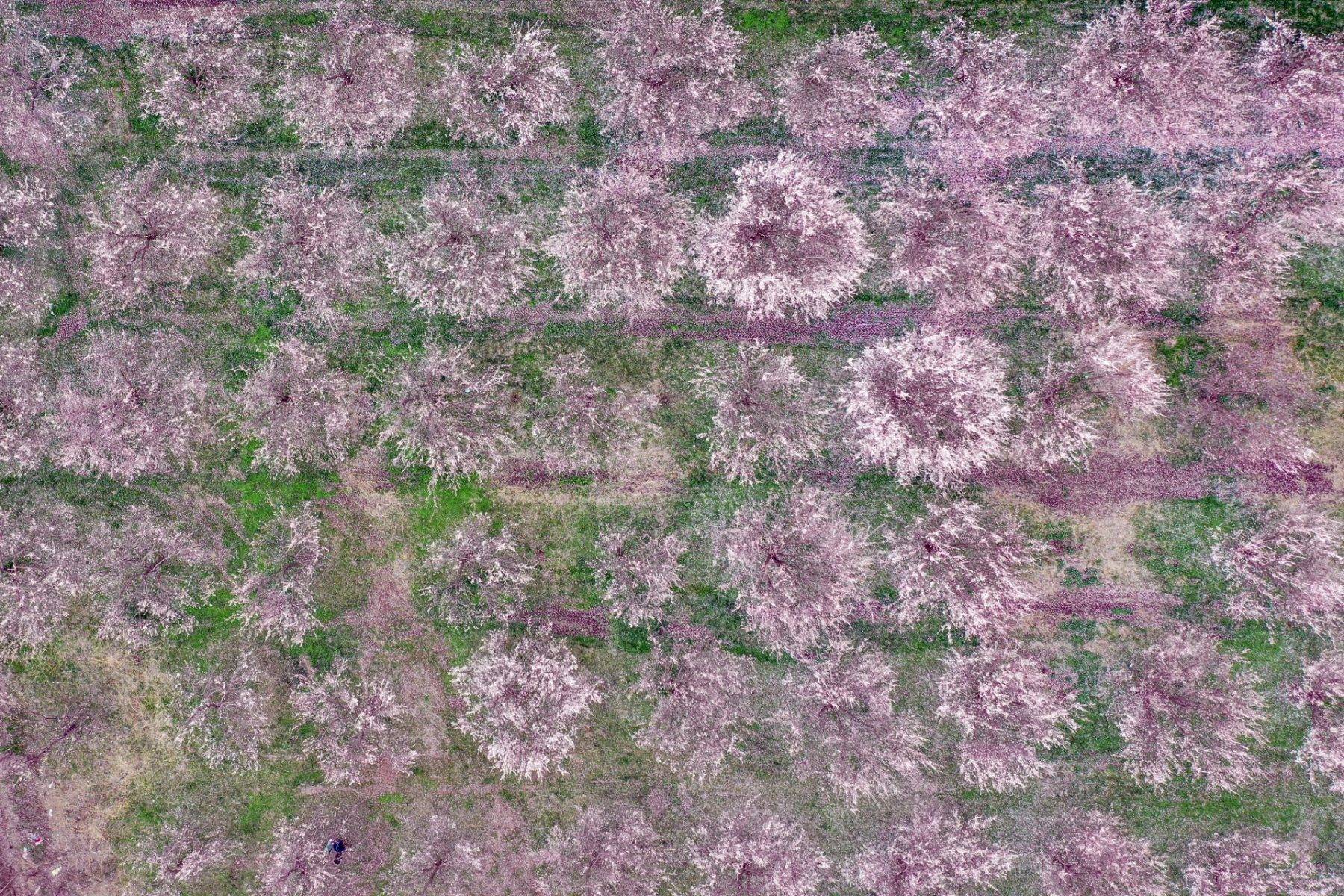 Tarlalar tabloya döndü: Iğdır'da kayısı ağaçları seyirlik görüntüler oluşturdu