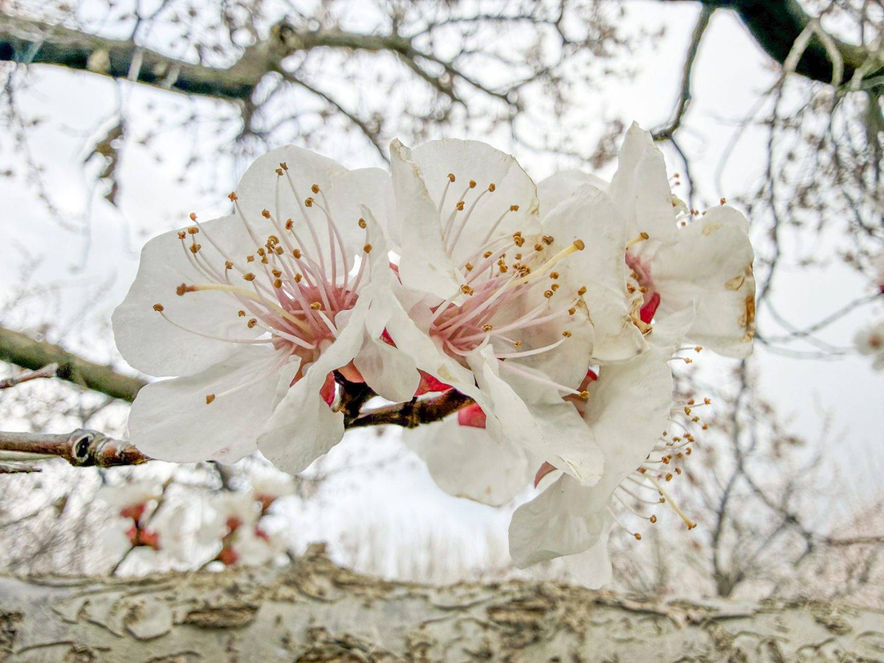 Tarlalar tabloya döndü: Iğdır'da kayısı ağaçları seyirlik görüntüler oluşturdu