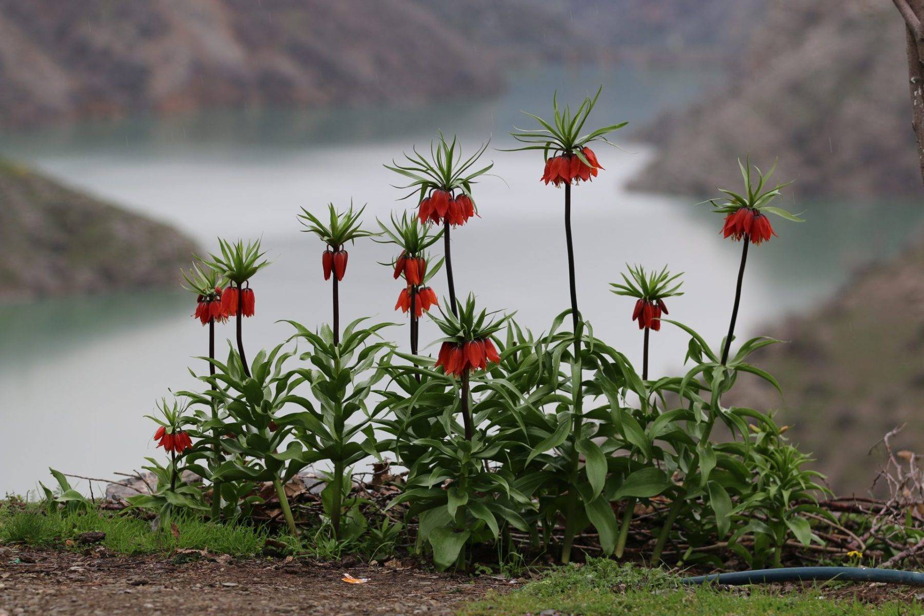 Güzelliği kadar cezası da büyük: Ters laleler Şırnak'ta açtı