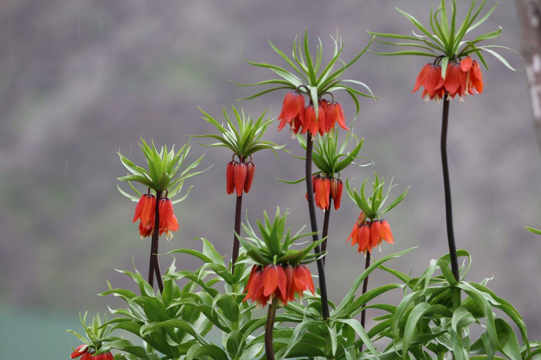 Güzelliği kadar cezası da büyük: Ters laleler Şırnak'ta açtı