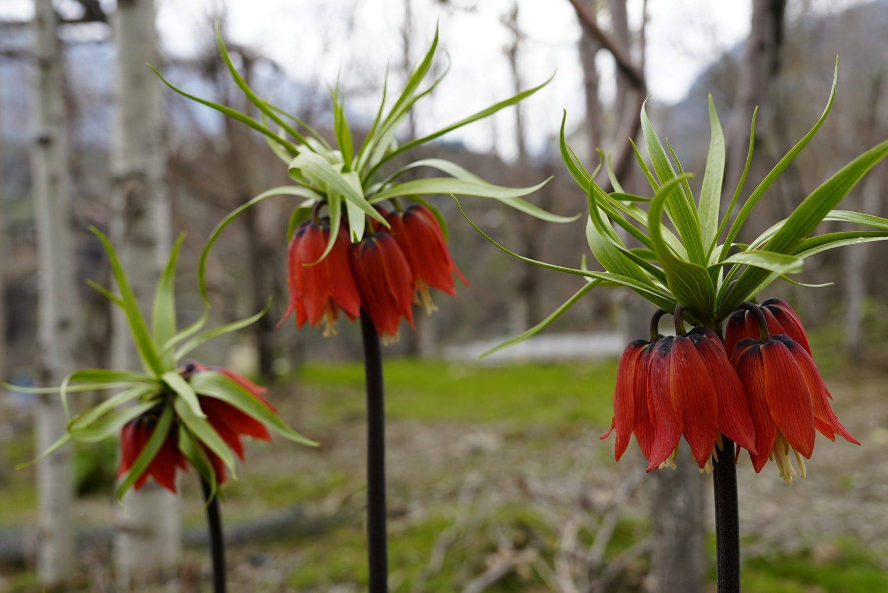 Güzelliği kadar cezası da büyük: Ters laleler Şırnak'ta açtı