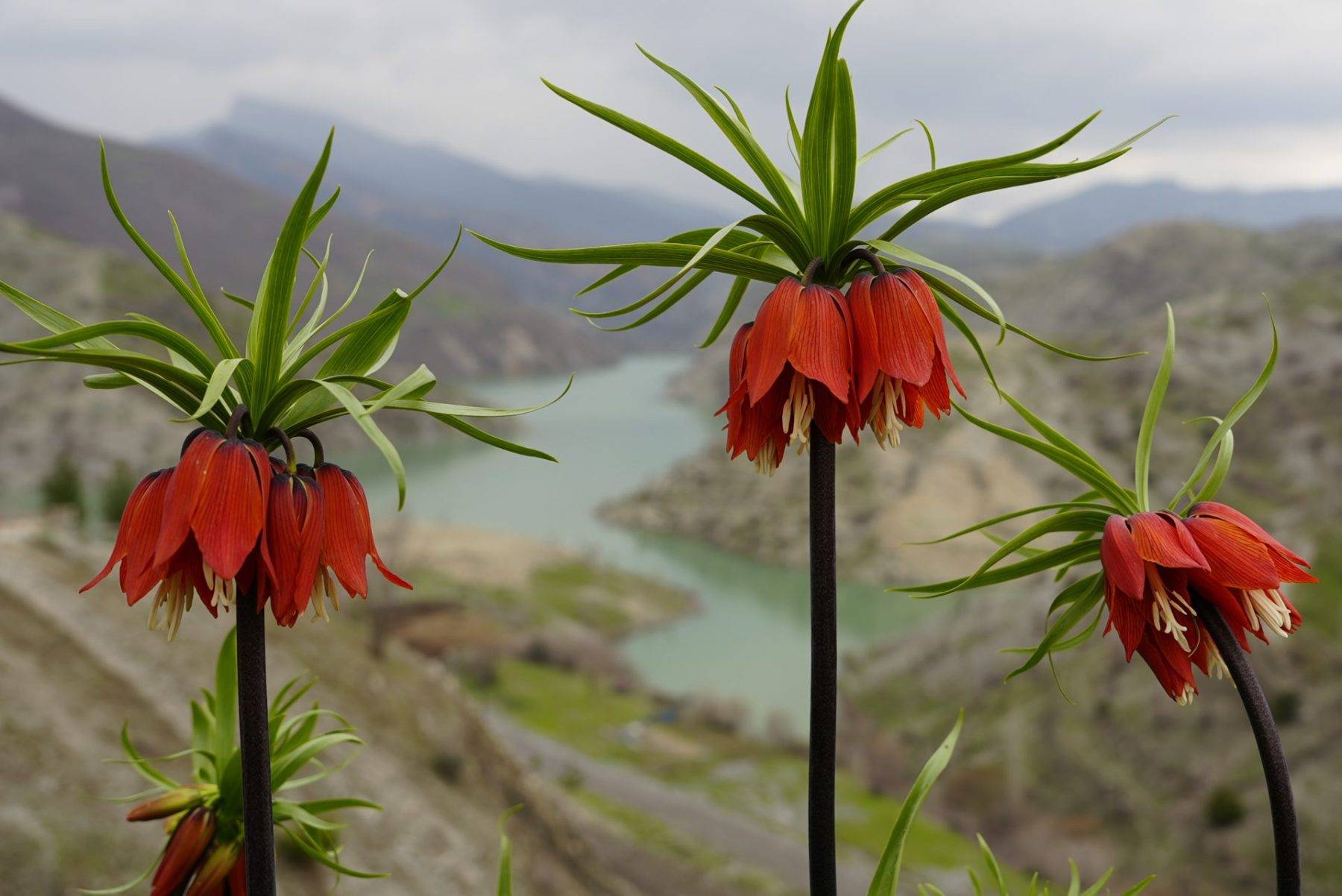 Güzelliği kadar cezası da büyük: Ters laleler Şırnak'ta açtı