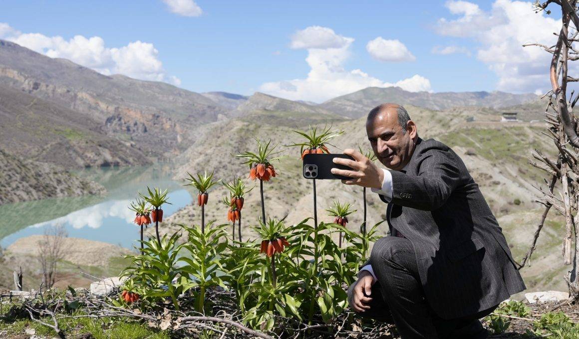 Güzelliği kadar cezası da büyük: Ters laleler Şırnak'ta açtı
