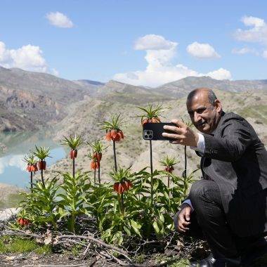 Güzelliği kadar cezası da büyük: Ters laleler Şırnak'ta açtı