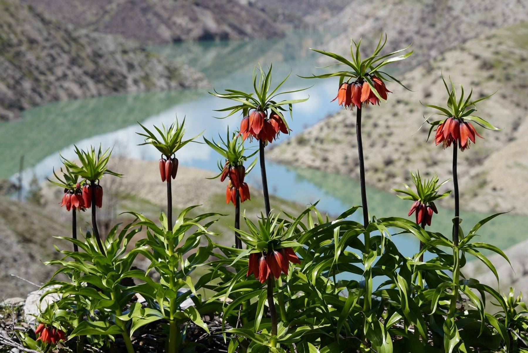 Güzelliği kadar cezası da büyük: Ters laleler Şırnak'ta açtı