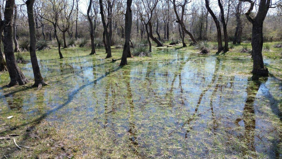 Yüzen ağaçların bölgesi: Galeriç Subasar Ormanları baharın gelişiyle canlandı