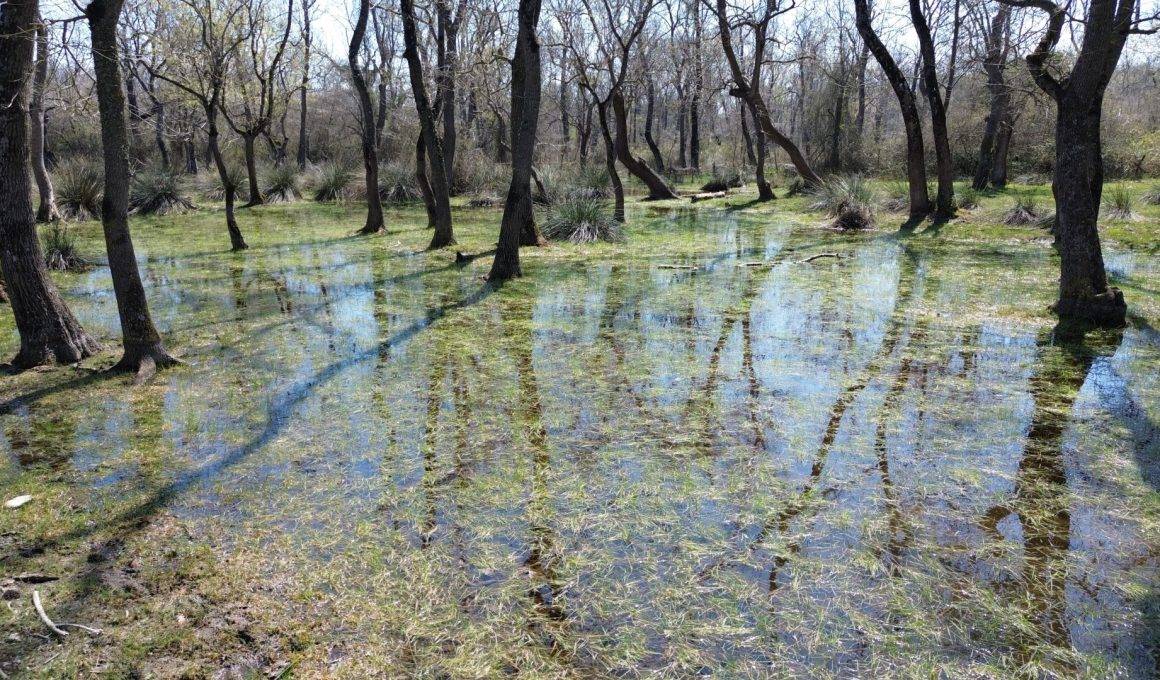Yüzen ağaçların bölgesi: Galeriç Subasar Ormanları baharın gelişiyle canlandı
