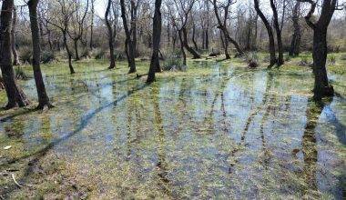 Yüzen ağaçların bölgesi: Galeriç Subasar Ormanları baharın gelişiyle canlandı