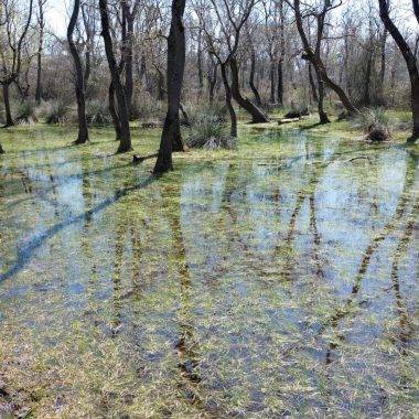 Yüzen ağaçların bölgesi: Galeriç Subasar Ormanları baharın gelişiyle canlandı