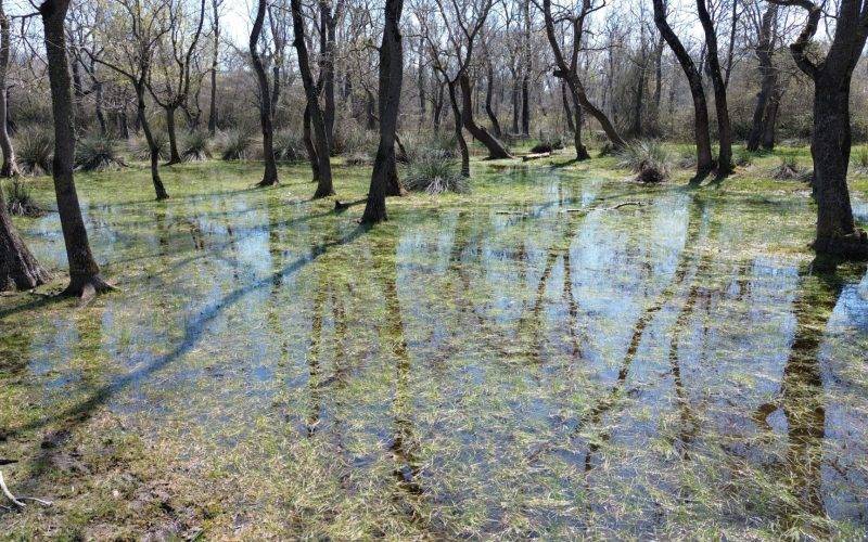 Yüzen ağaçların bölgesi: Galeriç Subasar Ormanları baharın gelişiyle canlandı