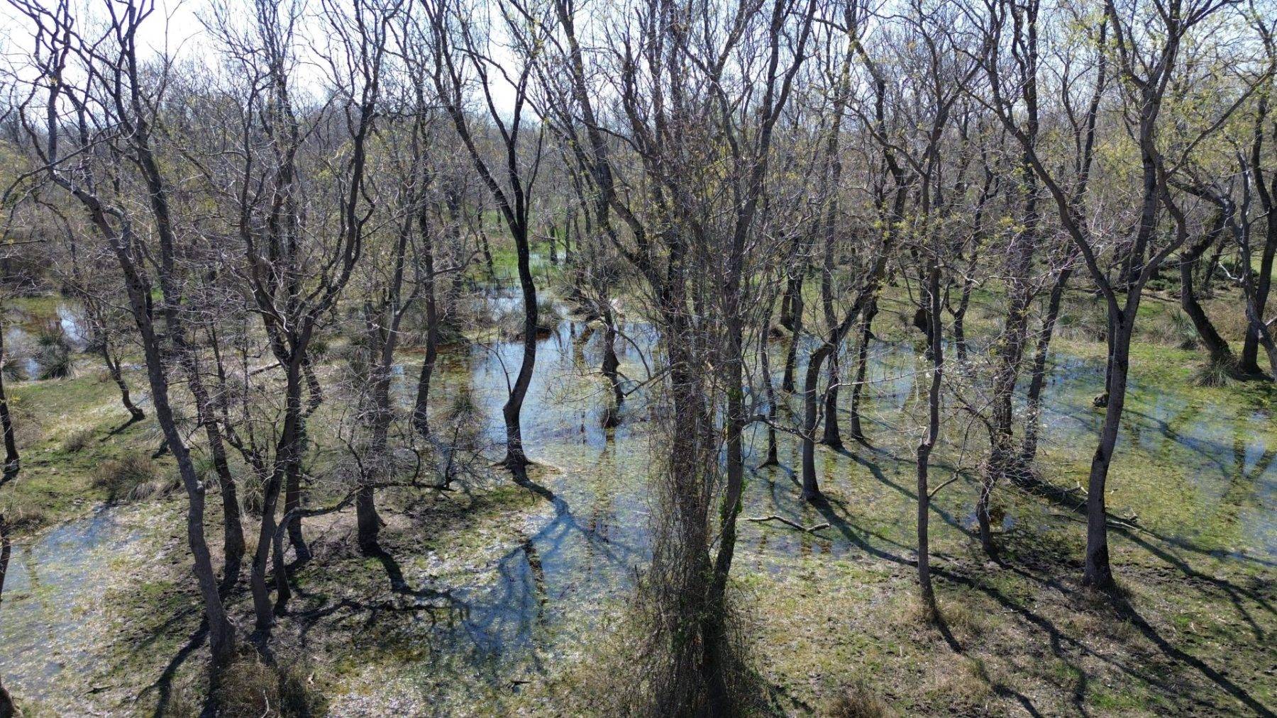 Yüzen ağaçların bölgesi: Galeriç Subasar Ormanları baharın gelişiyle canlandı