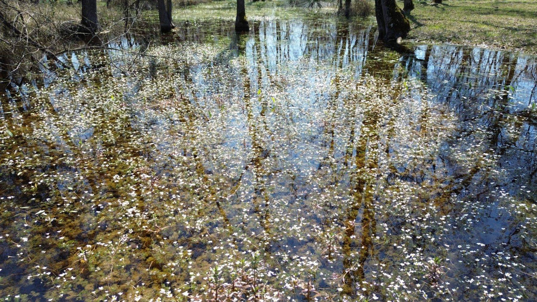 Yüzen ağaçların bölgesi: Galeriç Subasar Ormanları baharın gelişiyle canlandı