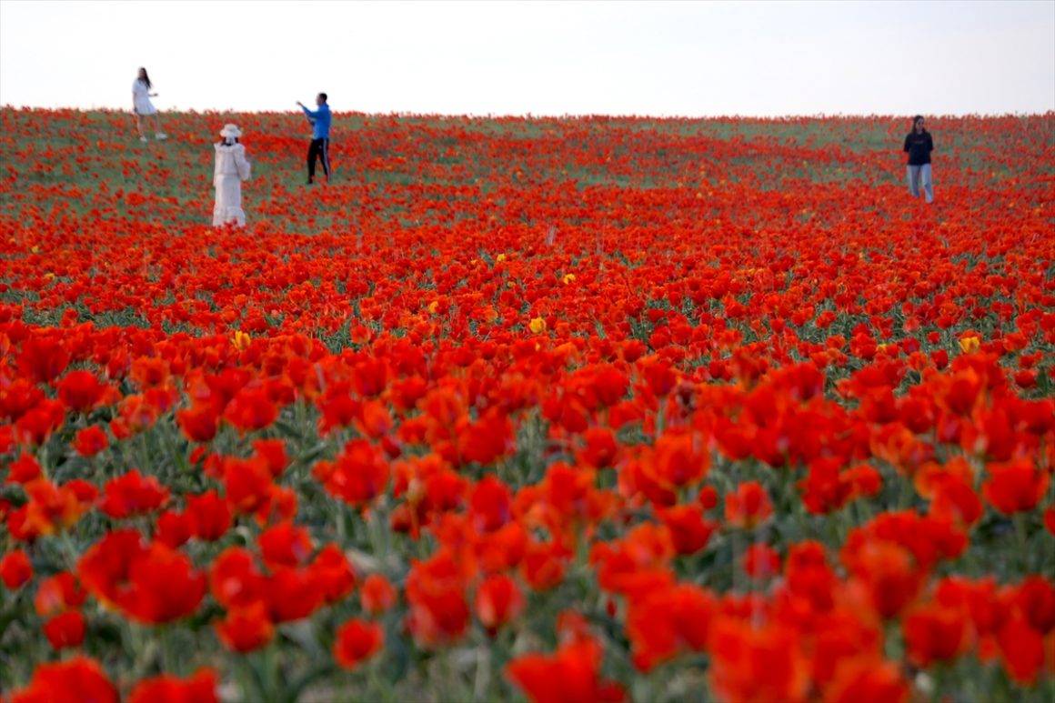 Çiçek açması 15 yıl sürüyor: Bozkır laleleri Kazakistan’ın doğasına renk kattı