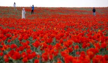 Çiçek açması 15 yıl sürüyor: Bozkır laleleri Kazakistan’ın doğasına renk kattı