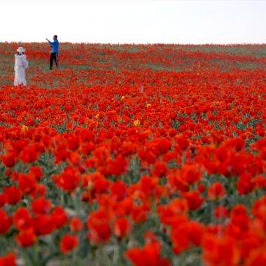 Çiçek açması 15 yıl sürüyor: Bozkır laleleri Kazakistan’ın doğasına renk kattı