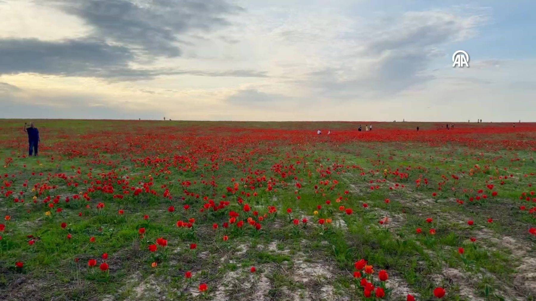 Çiçek açması 15 yıl sürüyor: Bozkır laleleri Kazakistan'ın doğasına renk kattı