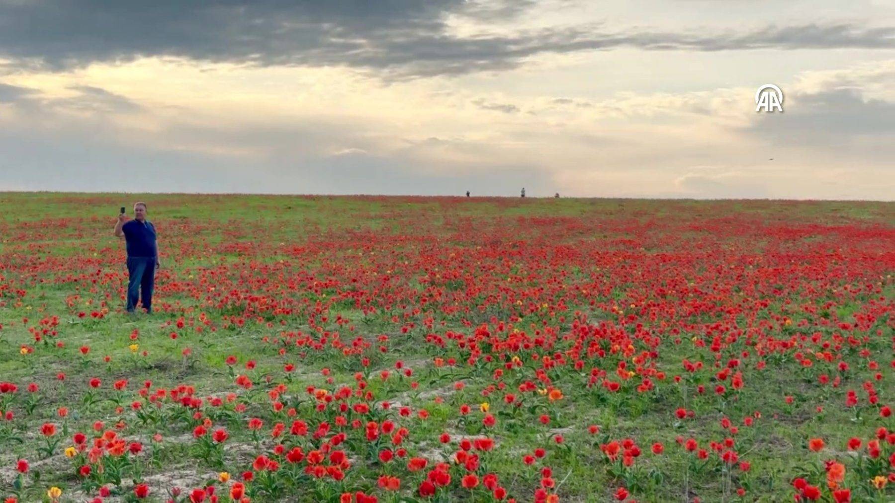 Çiçek açması 15 yıl sürüyor: Bozkır laleleri Kazakistan'ın doğasına renk kattı