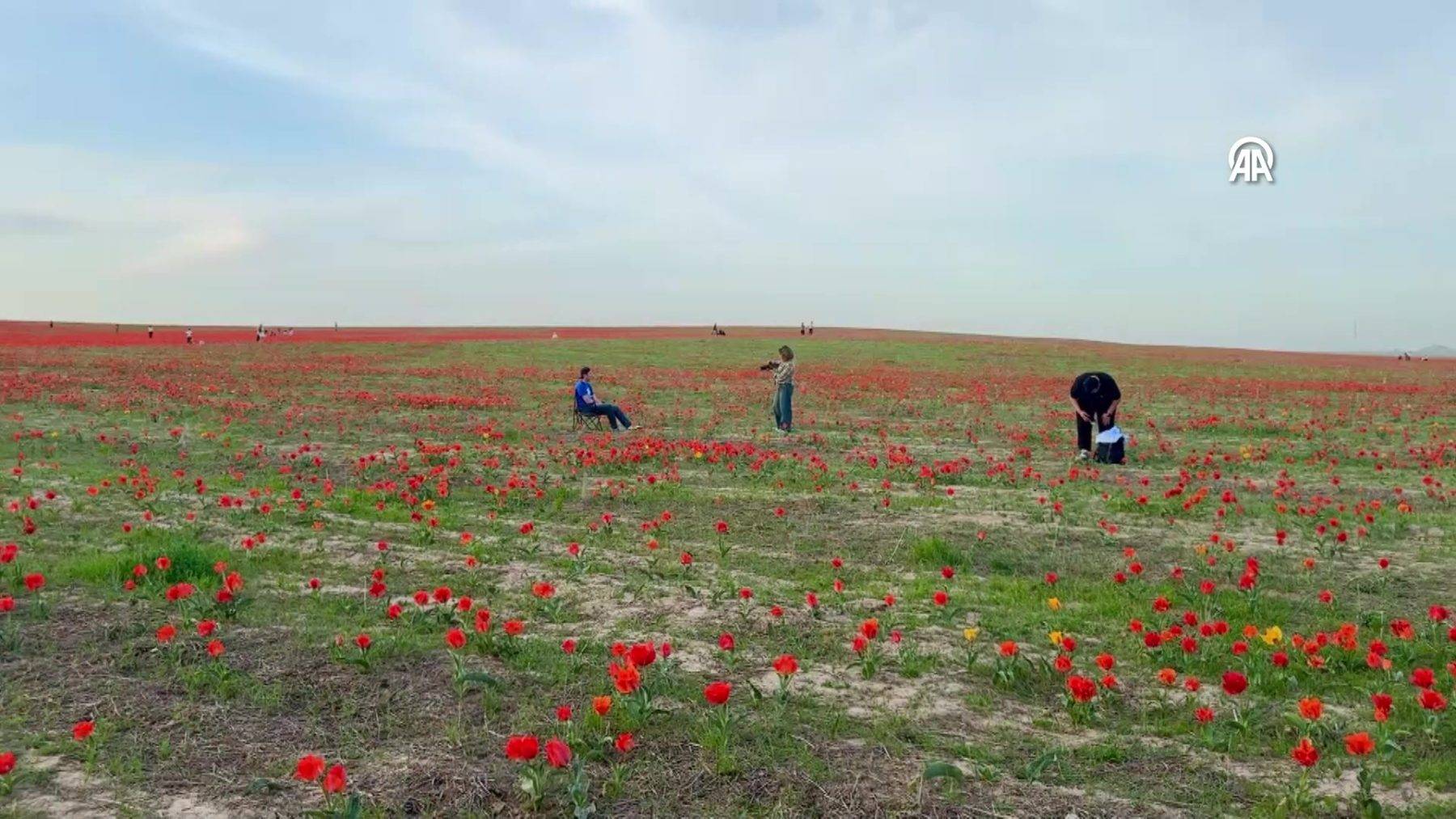 Çiçek açması 15 yıl sürüyor: Bozkır laleleri Kazakistan'ın doğasına renk kattı