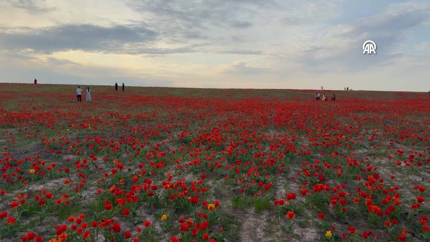 Çiçek açması 15 yıl sürüyor: Bozkır laleleri Kazakistan'ın doğasına renk kattı