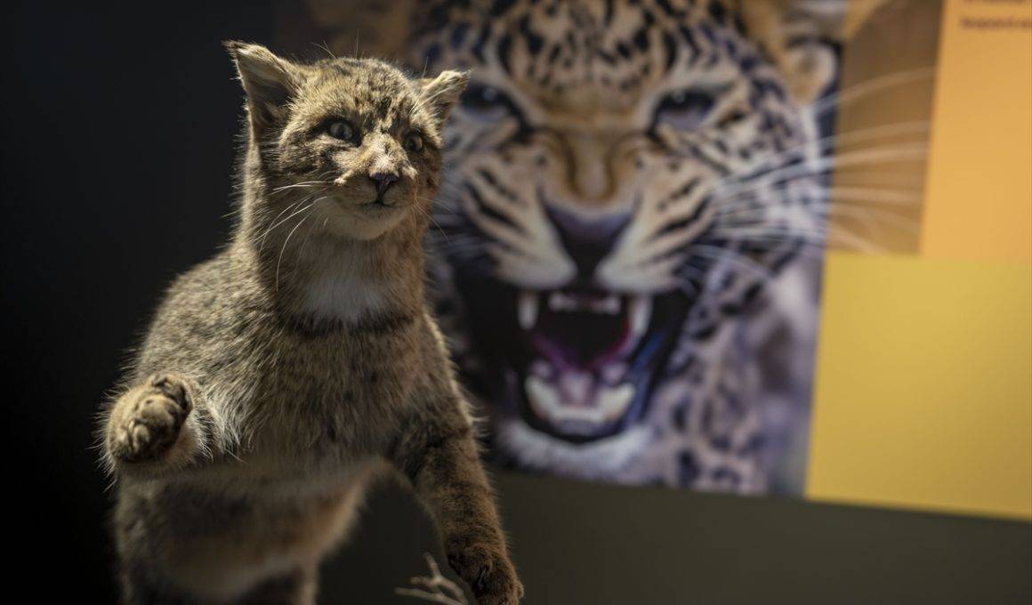 Toplanması 60 yıl sürdü: Atatürk Üniversitesi Biyoçeşitlilik Bilim Müzesi ziyaretçileri bekliyor