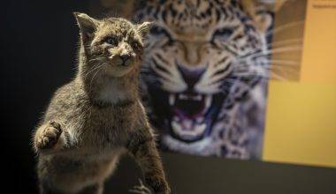 Toplanması 60 yıl sürdü: Atatürk Üniversitesi Biyoçeşitlilik Bilim Müzesi ziyaretçileri bekliyor